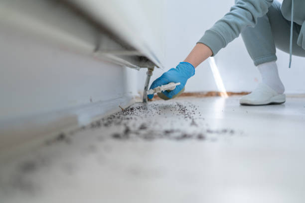 Professional Pest Control in Las Flores, CA