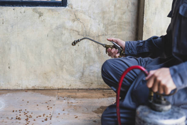 Best Affordable Pest Control Services  in Las Flores, CA